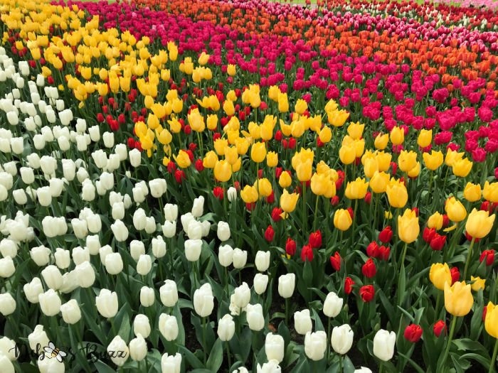 rows-multi-color-tulip-ribbons-keukenhjof-netherlands_QZxh.jpg